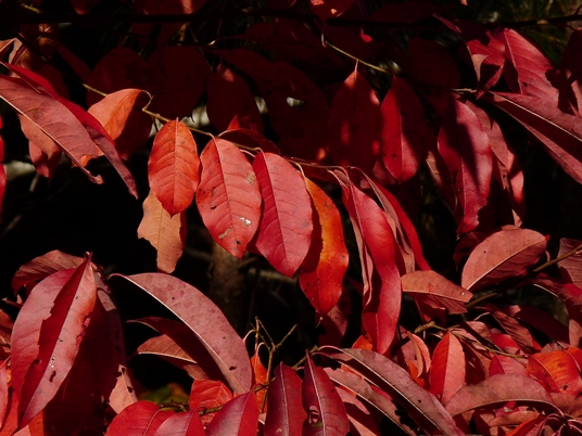 {Oxydendrum arboreum}